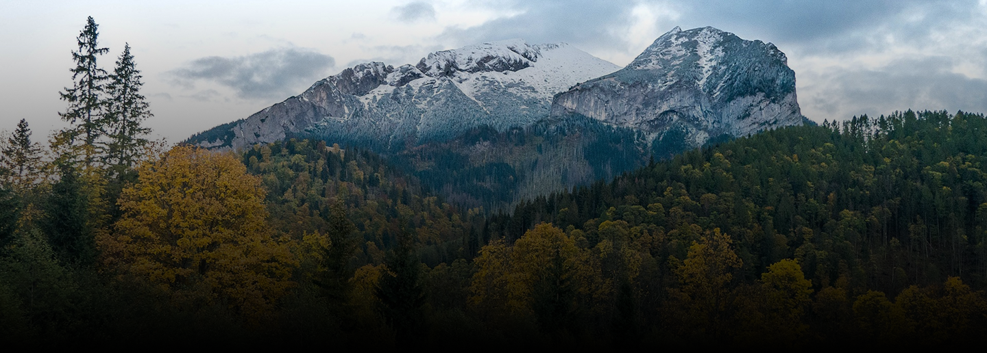 Montañas nevadas y bosque